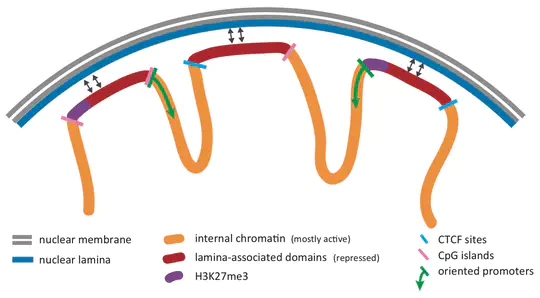 Lamina Associated Domains