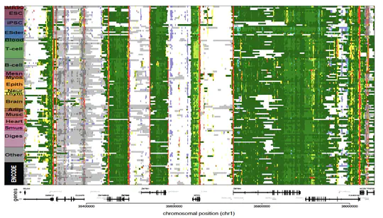 Chromatin state maps